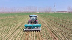 油油的麦浪上低空擦过